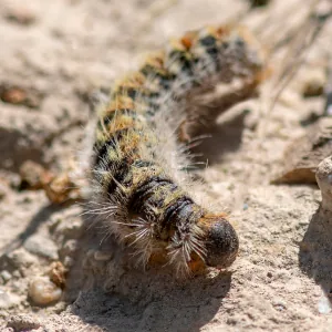 Chenille processionnaire du pin